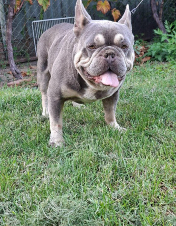 francuzsky-buldog-blue-tan-krytie-big-0