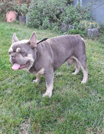 francuzsky-buldog-blue-tan-krytie-big-1