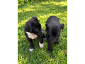 americky-staffordshirsky-terrier-small-1