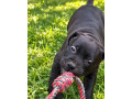 americky-staffordshirsky-terrier-small-0