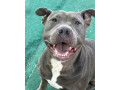 americky-staffordshirsky-terrier-small-3