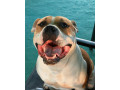 americky-staffordshirsky-terrier-small-4