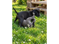 americky-staffordshirsky-terrier-small-2