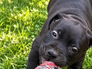 americky-staffordshirsky-terrier