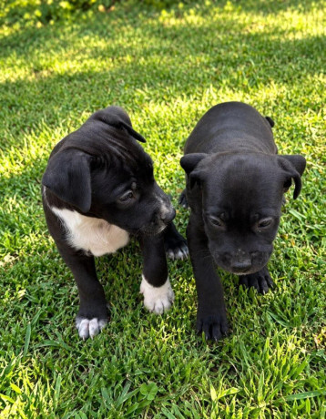 americky-staffordshirsky-terrier-big-1