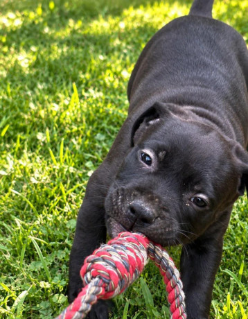 americky-staffordshirsky-terrier-big-0