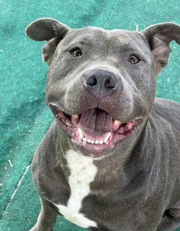 americky-staffordshirsky-terrier-big-3