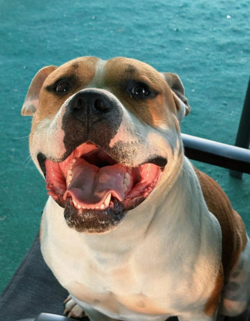 americky-staffordshirsky-terrier-big-4
