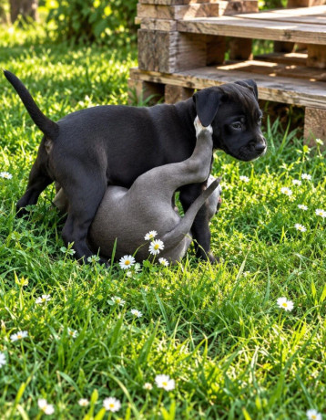 americky-staffordshirsky-terrier-big-2