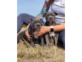 american-bully-xl-small-0