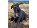 american-bully-xl-small-3