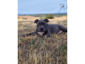 american-bully-xl-small-2