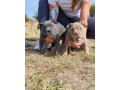 american-bully-xl-small-4