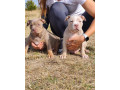 american-bully-xl-small-1