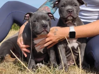 american-bully-xl