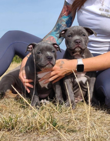 american-bully-xl-big-0