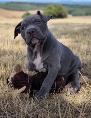 american-bully-xl-big-3