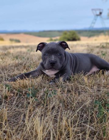 american-bully-xl-big-2