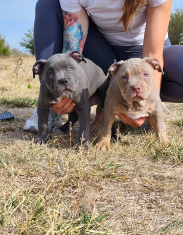 american-bully-xl-big-4