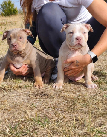 american-bully-xl-big-1