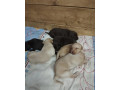 steniatka-labradora-small-0