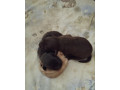 steniatka-labradora-small-2