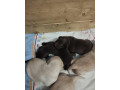 steniatka-labradora-small-1