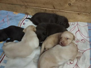 steniatka-labradora