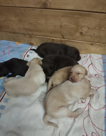 steniatka-labradora-big-0