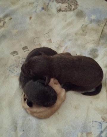 steniatka-labradora-big-2