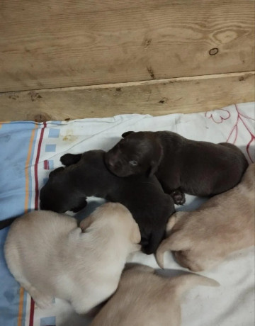 steniatka-labradora-big-1