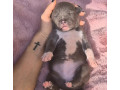 american-bully-xl-small-0