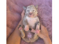 american-bully-xl-small-3