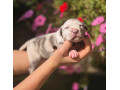 american-bully-xl-small-4