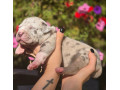 american-bully-xl-small-2