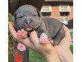 american-bully-xl-small-1
