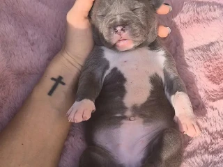 american-bully-xl