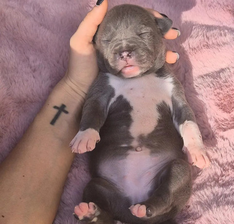 american-bully-xl-big-0