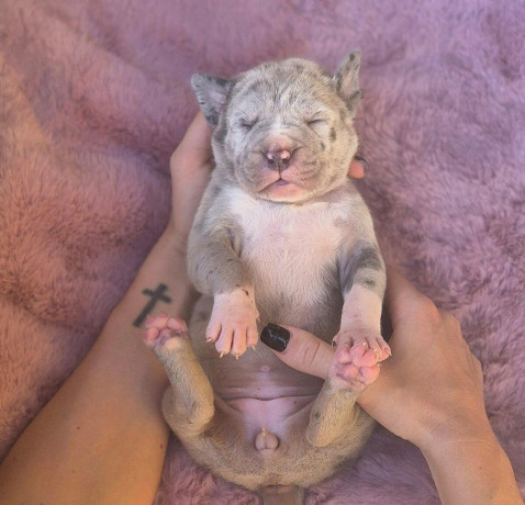 american-bully-xl-big-3