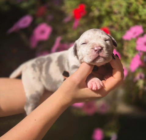 american-bully-xl-big-4