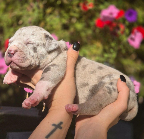 american-bully-xl-big-2