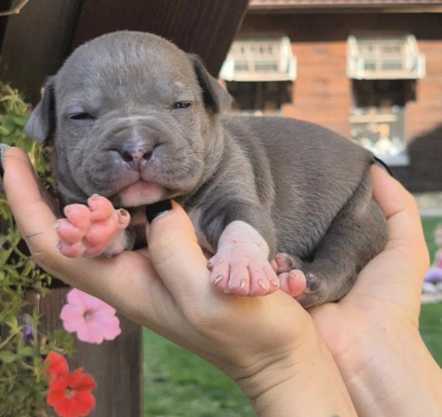 american-bully-xl-big-1
