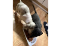 krasne-steniatka-jazvecikov-merle-a-ine-farby-7-tyzdnov-small-2