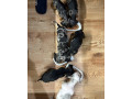 krasne-steniatka-jazvecikov-merle-a-ine-farby-7-tyzdnov-small-0
