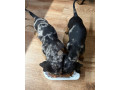 krasne-steniatka-jazvecikov-merle-a-ine-farby-7-tyzdnov-small-1