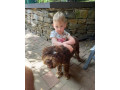 darujem-lagotto-romagnolo-small-0