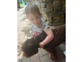 darujem-lagotto-romagnolo-small-1