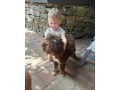 darujem-lagotto-romagnolo-small-2