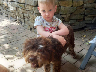 darujem-lagotto-romagnolo