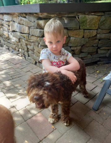 darujem-lagotto-romagnolo-big-0